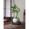 Árvore da Fortuna Pequena em Vaso Florais Nativos Forma Interessante Árvore da Fortuna Sala de Estar Mesa Plantas Verdes Interior Fortuna Escritório