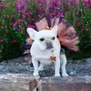 Roupas para Cães de Estimação, Saias para Gatos de Comércio Exterior, Roupas Tutu para Cães Pequenos, Acessórios para Animais de Estimação, Estilo Europeu e Americano Teddy