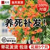 Plántulas de Flor Lingxiao Resistentes al Frío, Enredaderas Trepadoras, Florales de Floración Cuatro Estaciones, Plántulas Grandes, Plantas Verdes, Plantas en Maceta, Florales de Petardos para Patio Balcón, Glicina