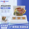 Simulación de Enseñanza Modelo de Pelvis Masculina Espécimen del Sistema Urinario y Reproductor Masculino Zhengzhong Maicena Anatomía Humana Medicina