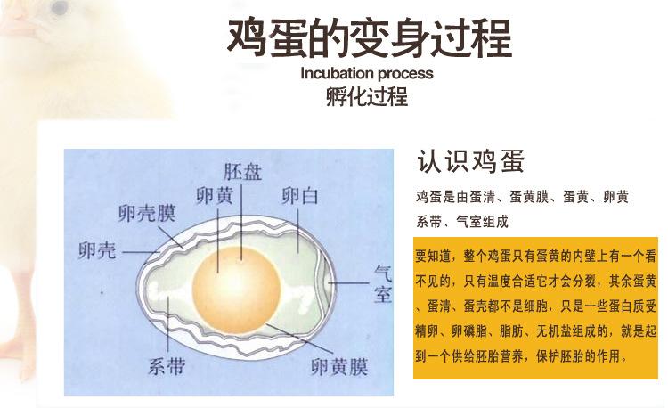 鸡蛋孵化过程