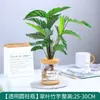 Plantas Hidropónicas Favoritas de los Agricultores Bonsái de Escritorio Plantas Verdes Planta Roja de la Suerte Plantas Pequeñas en Maceta Escritorio de Oficina Plantas Verdes Pequeñas Fáciles de Cuidar