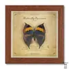 Moldura para fotos de espécime de borboleta verdadeira, retrô, moldura de vidro de madeira de 6 polegadas, pintura decorativa avançada, presente de aniversário, adereços de ensino