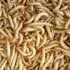 Tenébrios Vivos para Papagaios, Tartarugas, Escorpiões, Hamsters e Estorninhos; Ração de Tenébrio Vivo com Frete Grátis