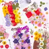 Materiales para manualidades con flores secas, especímenes de plantas de flores prensadas, marcapáginas hechos a mano para maquillaje facial, kits de materiales para pintura con flores prensadas, flores reales naturales