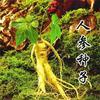 Sementes de Ginseng, Sementes de Ginseng, Sementes de Ginseng Selvagem, Sementes de Dangshen, Sementes de Ginseng de Jardim, Sementes de Hortaliças, Sementes de Hortaliças no Atacado, Sementes de Colza