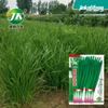 Fabricante Fonte Atacado Sementes de Hortaliças para Primavera, Verão e Outono, Melões e Frutas, Sementes, Sementes de Colza e Hortaliças