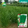 Atacado de Fábrica Sementes de Alho-poró Roxo Raiz Vermelha Variedades Antigas Alho-poró de Fazenda Sementes de Vegetais de Primavera e Outono Sementes de Vegetais