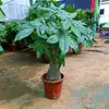 Bonsái Árbol del Dinero Grande para Sala de Estar, Planta de Flor Interior Fácil de Cuidar, Adecuado para Regalo de Inauguración de Casa, Planta Verde de Escritorio