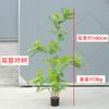 Árbol simulado Mimosa nueva planta biónica Zen china con fruta árbol falso en maceta sala de estar interior planta verde decorativa