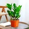 Árvore da Fortuna Planta em Vaso Grande Árvore da Fortuna Planta Verde Pequena Árvore da Fortuna Sala de Estar Escritório Flores de Interior Bonsai Cordão da Fortuna