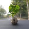 Adornos Decorativos para Coche de Frutas de la Suerte Macetas Pequeñas Creativas Maceta Flor de Loto Simulada Hoja de Loto Maceta Zen