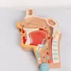 Sistema Respiratorio Grabado 2 Partes Modelo de Anatomía del Sistema Respiratorio Humano Sistema de Anatomía Pulmonar Modelo Grabado