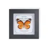Marco de Vidrio Moderno Sencillo para Espécimenes de Mariposa Sala de Estar Regalo Pintura Decorativa Marco de Espécimen