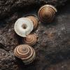Caracol de Rueda Concha Marina Natural Decoración Acuario Paisajismo Flores Material DIY Hecho a Mano Sombrero de Paja Espécimen