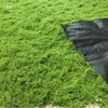 Musgo filamentoso de pelo blanco musgo de lana de hierba musgo verde artificial arreglo de paisaje césped bonsái plantación en maceta
