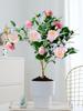 Planta de camelia Xiangfei en maceta con brotes, flor roja de cinco colores, fácil de cultivar en interiores y que florece en todas las estaciones.