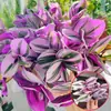 Planta en maceta Chlorophytum de hoja rizada corazón dorado, planta pequeña de escritorio para oficina de chica francesa, planta verde colgante de interior, Chlorophytum de borde dorado