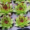 Guanyin Lian, uma Planta Suculenta com Muitas Sementes e Bênçãos, É uma Planta de Interior Fácil de Cultivar em Vasos Grandes e Tende a Explodir. Vem com Vaso e Terra