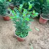 Repelente de Mosquitos Tipo Planta Madeira Pimenta Vasada Planta Verde de Mesa de Escritório com Fragrância Repelente de Insetos Fragrância de Flor