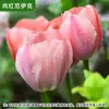 Bulbos de tulipa importados são adequados para cultivo hidropônico e em solo, tornando-os uma escolha resistente ao frio e de baixa manutenção para varandas internas, pátios e vasos.