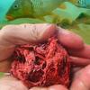 Cebo gratis otoño e invierno pequeño cebo de pesca de lombriz de tierra perezosa cebo crudo de camarón resbaladizo cebo de pesca poli-ataque cebo súper oloroso