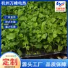Línea de Calefacción por Piso Dapeng de Fábrica Línea de Calefacción por Piso Dapeng para Cría de Vegetales Línea de Calefacción Eléctrica de Línea Caliente Dapeng