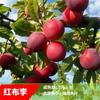Una pieza de Dropshipping de plantones de ciruela azucarera de abeja Guizhou Liuma Sanhua, plantones de árboles frutales de nueva variedad, plantas en macetas para balcones en el sur