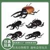 Modelo de insecto de simulación transfronterizo escarabajo sólido unicornio insecto hada animal pequeño modelo para niños juguetes al por mayor