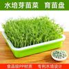 Plato de plántulas de plástico para el hogar, maceta para germinación de brotes de soja, cultivo sin suelo en balcón, maceta para plántulas de trigo y hortalizas.