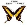 Venta Directa al Por Mayor de Fábrica de Especímenes Reales de Mariposas con Alas Extendidas, Diversos Insectos y Escarabajos, Accesorios para Fotos, Educación Científica, Especímenes Naturales