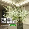 Plantas Hidropónicas con Ramas Frescas de Sauce Dragón Son Fáciles de Cultivar en Interiores, Plantas Verdes, Sala de Estar, Sauce Nieve, Bambú Rico, Macetas de Cultivo en Agua