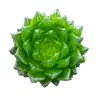 La nueva sala de estar es buena para alimentar la planta carnosa grande de jade cristalino de cereza rocío de longevidad plateada 12 rollos planta carnosa verde flores