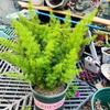 Espárrago Plantones Grandes en Maceta, Espárrago Cola de Zorro, Espárrago Hierba que No Muere en Invierno, Plantas Fáciles de Cultivar, Macetas Verdes