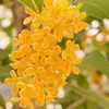 Árbol de Osmanthus Árbol Grande Osmanthus Joven Todo el Año Osmanthus Dorado Todo el Año Osmanthus en Maceta Árbol para Paisaje de Patio Planta Árbol Árbol para Paisaje