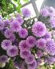 [Semillas de Thermus] Semillas de Raíz Perenne, Resistentes al Frío, Verdor Paisajístico de Jardín, Florales y para Plantación en Patio