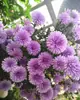180 Variedades de Sementes de Flores Não Repetitivas, Fáceis de Cultivar em Todas as Estações, Podem Afastar Mosquitos, Adequadas para Varandas Internas e Externas, Distribuição Transfronteiriça