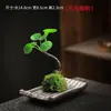 Bandeja para bolas de musgo bandeja de água hidropônica para bonsai bandeja para bolas de musgo grande pequena base chassi utensílios bandeja inferior mesa