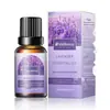 Óleo Essencial de Massagem para Beleza da Pele 10ml Massagem Spa Óleo Essencial Corpo Inteiro Delicado Óleo Essencial Cuidado Salão de Beleza Fabricante Atacado