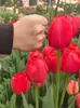 Bulbos de Tulipán, Tulipanes Holandeses, Bulbos Grandes Multicolor, Ajardinamiento de Parques, Cultivo en Suelo, Cultivo Hidropónico, Tulipanes Fáciles de Cultivar