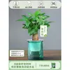 Árbol del Dinero Maceta Flores, Sala de Estar, Casa Próspera, Plantas Verdes, Fácil de Cultivar en Todas las Estaciones, Árbol del Dinero, Plantas Hidropónicas de Escritorio para Oficina