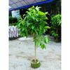 Dropshipping Quatro Estações Floração Orquídea Branca Vaso Planta Interior Orquídea Chifre Amarelo Magnólia Branca Muda Pilha Velha com Flores