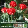 Resistencia al FríoTulipán Holandés Hidropónico Planta de Floración Cuatro Estaciones Planta Verde Flores en Maceta para Sala de Estar Apto para Principiantes
