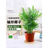 Planta Grande en Maceta para Sala de Estar, Oficina de Pie en Interiores, Palma Areca, Bambú y Ave del Paraíso Flores Reales