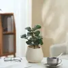 Ins Jiuli Escandinavo Planta Verde Fragante en Maceta Florales Oficina Sala de Estar Escritorio Interior Adornos Purificar el Aire y Eliminar Formaldehído