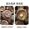 Hongos Secos Sin Raíces, Peso Neto, Hongos Shiitake, Hongos Pequeños, Hongos Gruesos y Fragantes, Hongos Shiitake de Alta Calidad, Peso Neto Sin Aumento de Peso