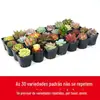 (Tamanho Grande) Atacado de Suculentas para Barracas, Grande Variedade de Suculentas em Vasos, Suculentas Grandes com Vasos, Plantas Verdes