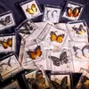 Foto de Espécime de Borboleta Real Porta-Retrato Caixa Transparente Ornamentos Estéreo Presente Ensino de Jardim de Infância Criativo Artesanal Adereços para Fotos