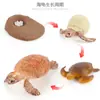 Juguete modelo de animal pequeño simulación ciclo de vida crecimiento rana tortuga pollo Montessori material didáctico preescolar venta al por mayor