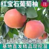 Plántulas de Pomelo Ruby para Plantar en el Suelo, Plantas de Pomelo Rojo en Maceta para Embellecimiento, Plántulas de Pomelo Corazón Rojo Injertadas